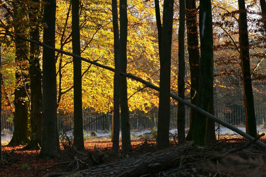 Autumn Colour near Rhinefield House, Brockenhurst