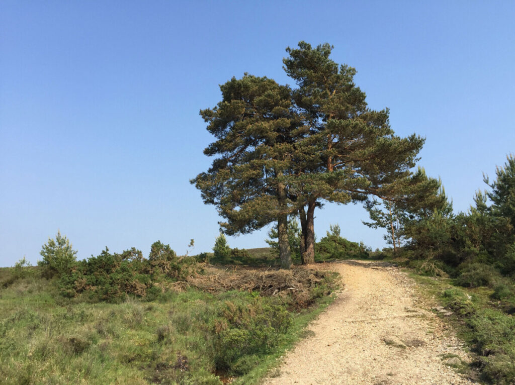 Wilverley Plain, The New Forest